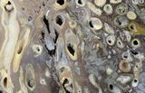 Slab Fossil Teredo (Shipworm Bored) Wood - England #40356-1
